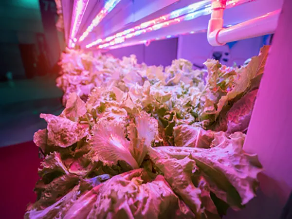 Applications of LED plant growth lights!(Image1)